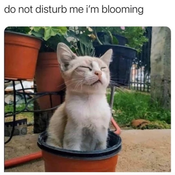 NEW PLANT ALERT!!! - Picture 2 of 2